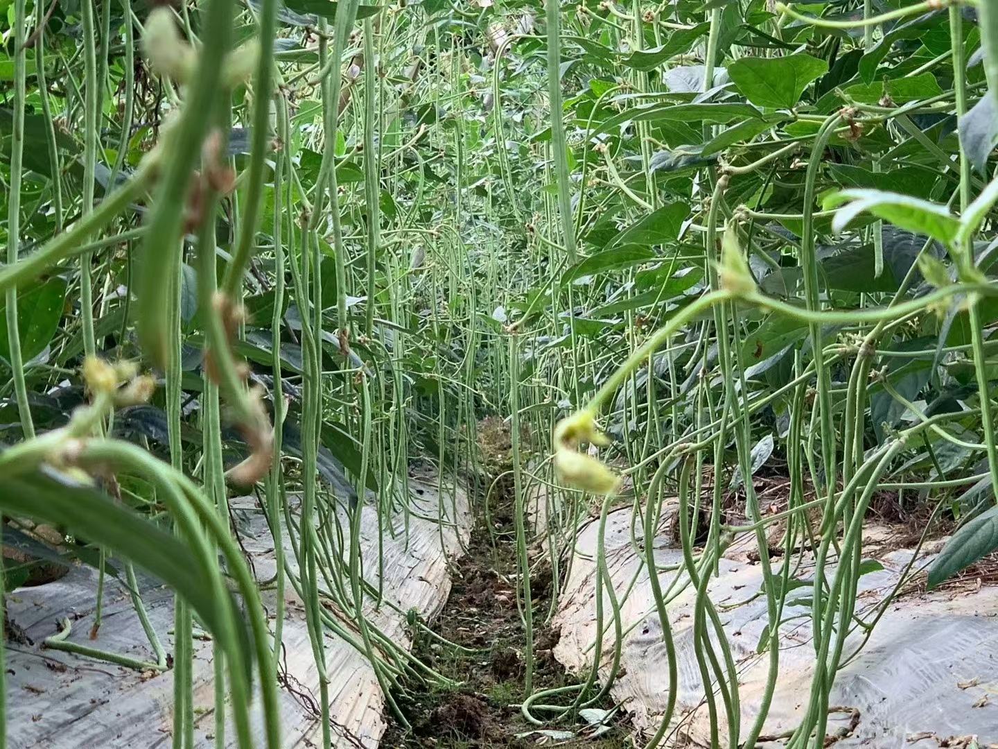 扁豆叶面喷施作业