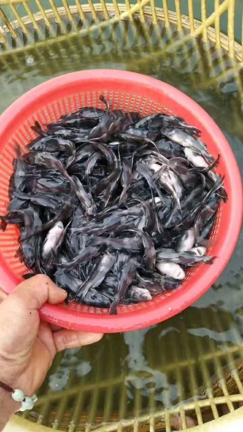 鲶鱼苗大口鲶苗本养殖基地长期出售鱼苗品种优良精心包成活