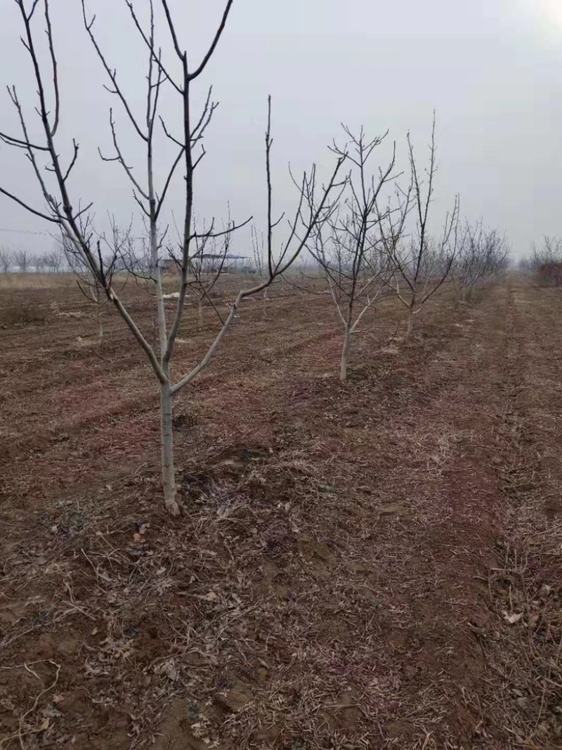 山西核桃树，运城薄皮核桃树，8-15公分，占地核桃树