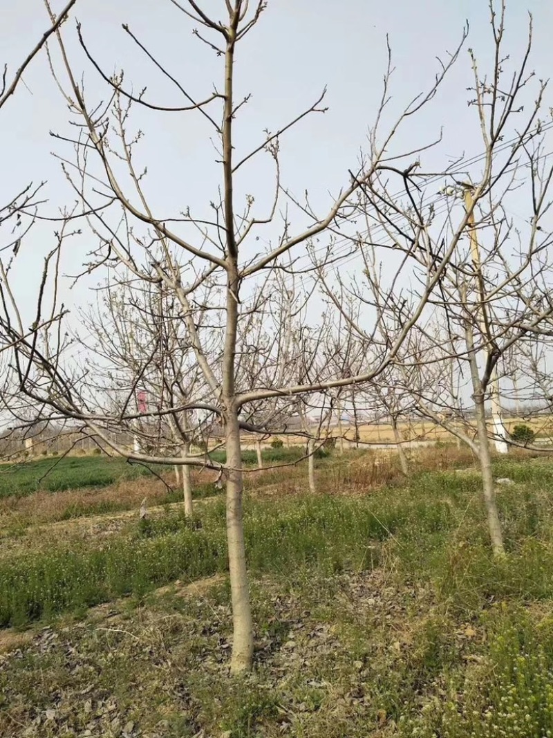 山西核桃树，运城薄皮核桃树，8-15公分，占地核桃树
