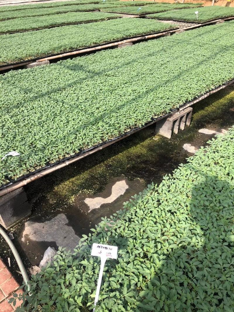 大红果西红柿苗齐达利耐运输高产抗病毒品种种苗供应