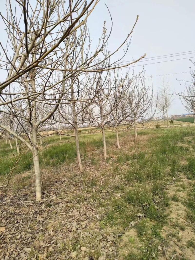 山西核桃树，运城薄皮核桃树，8-15公分，占地核桃树