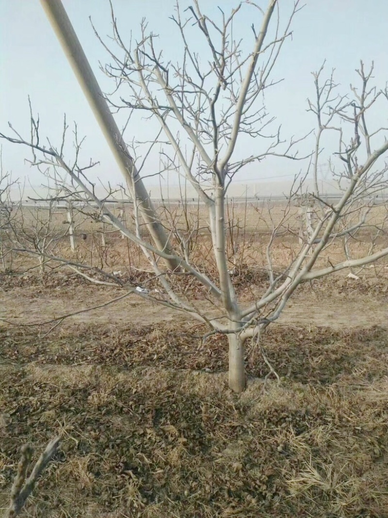 山西核桃树，运城薄皮核桃树，8-15公分，占地核桃树