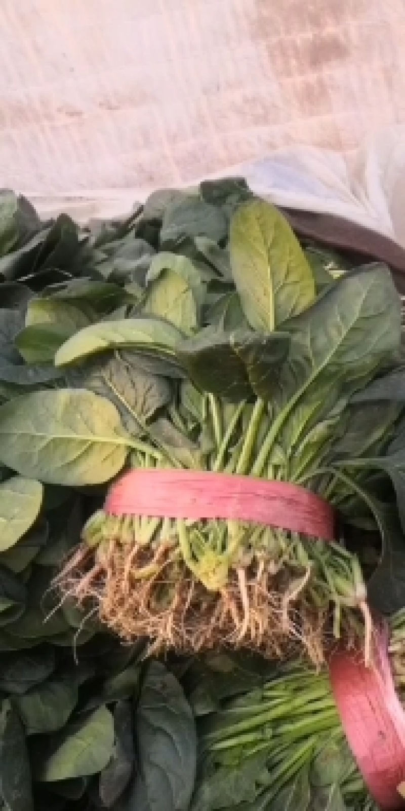 菠菜货源充足价格优产地直供走大量批发诚信服务！
