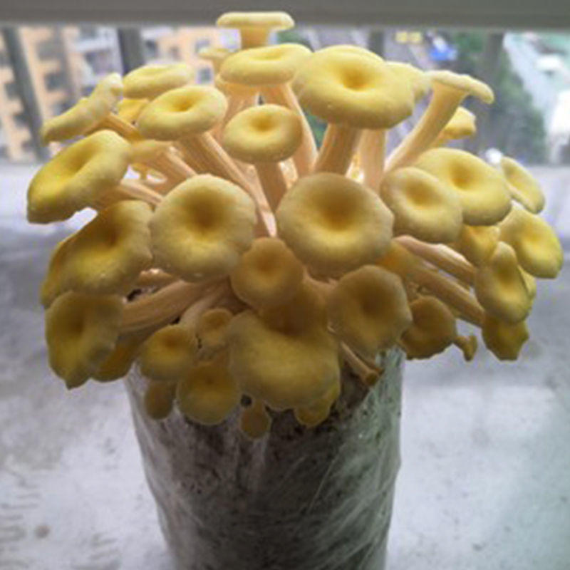 黄金菇榆黄蘑黄菌蘑菇菌包菌菇包种种植食用菌栽培养殖技术服