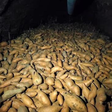 山东红薯香港红来福丘陵沙地糖化发货