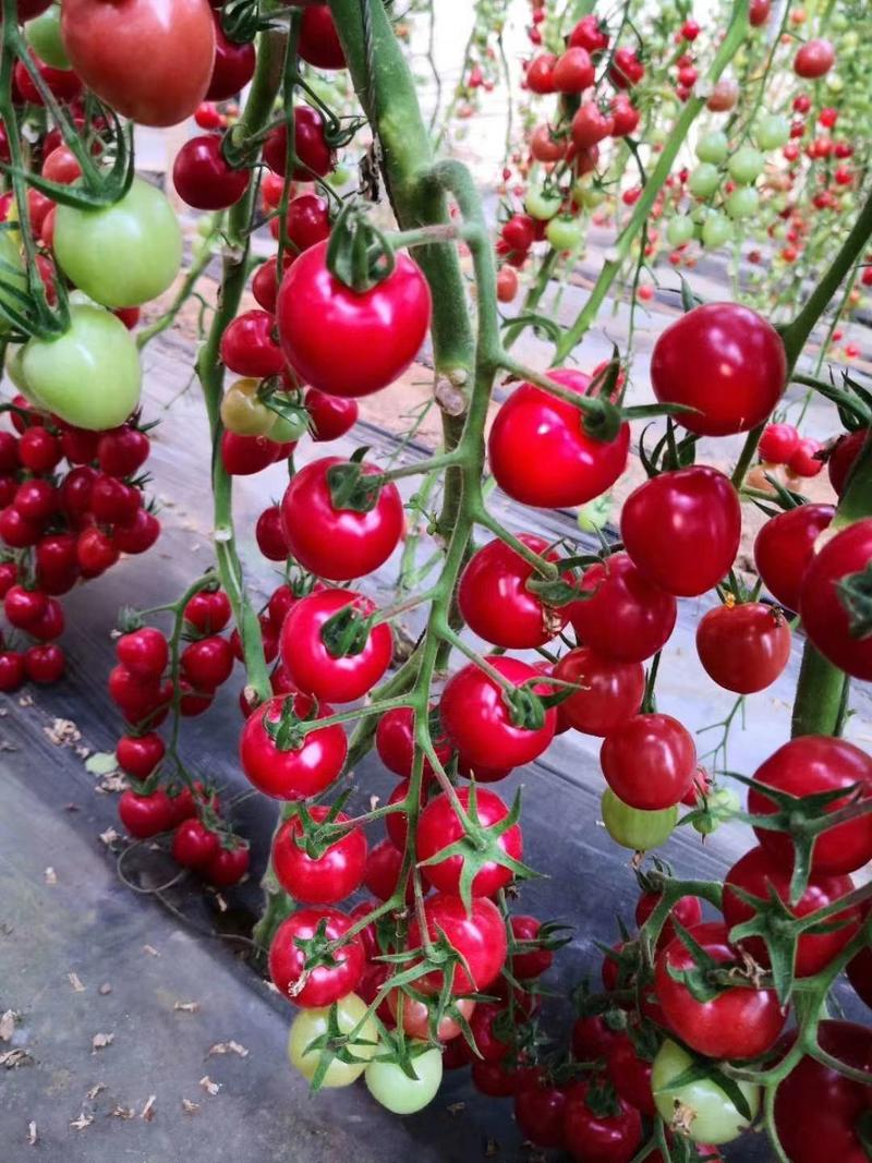千禧小西红柿苗圣女果番茄苗农友品种种苗供应