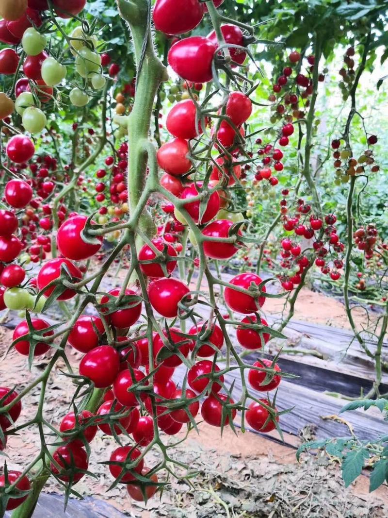 千禧小西红柿苗圣女果番茄苗农友品种种苗供应