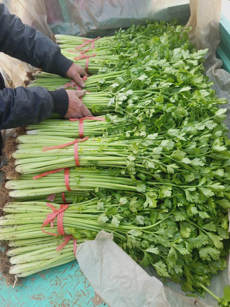 法国金皇后精品芹菜60cm以上，产地供应，质量很好