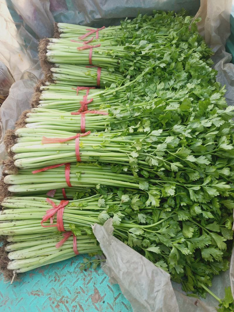 法国金皇后精品芹菜60cm以上，产地供应，质量很好
