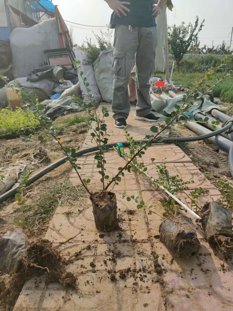 平枝荀子，龟甲冬青，基地直销，常年销售各种绿化苗木