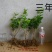 广西茉莉花苗三年茉莉花苗