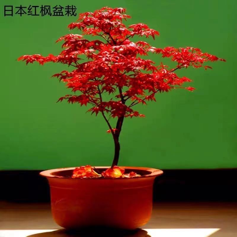 红枫树日本红枫红舞姬红枫