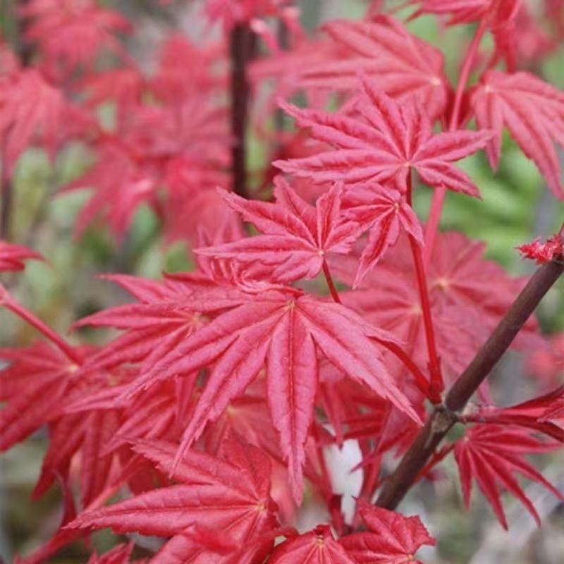 红枫树日本红枫红舞姬红枫