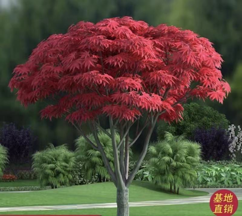 红枫树日本红枫红舞姬红枫
