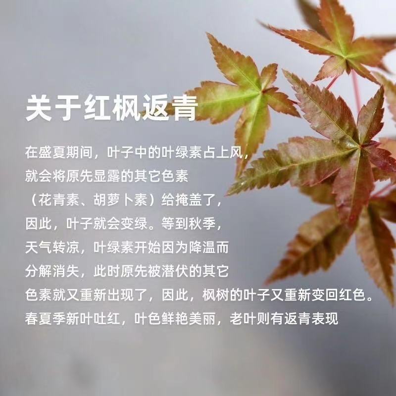 红枫树日本红枫红舞姬红枫