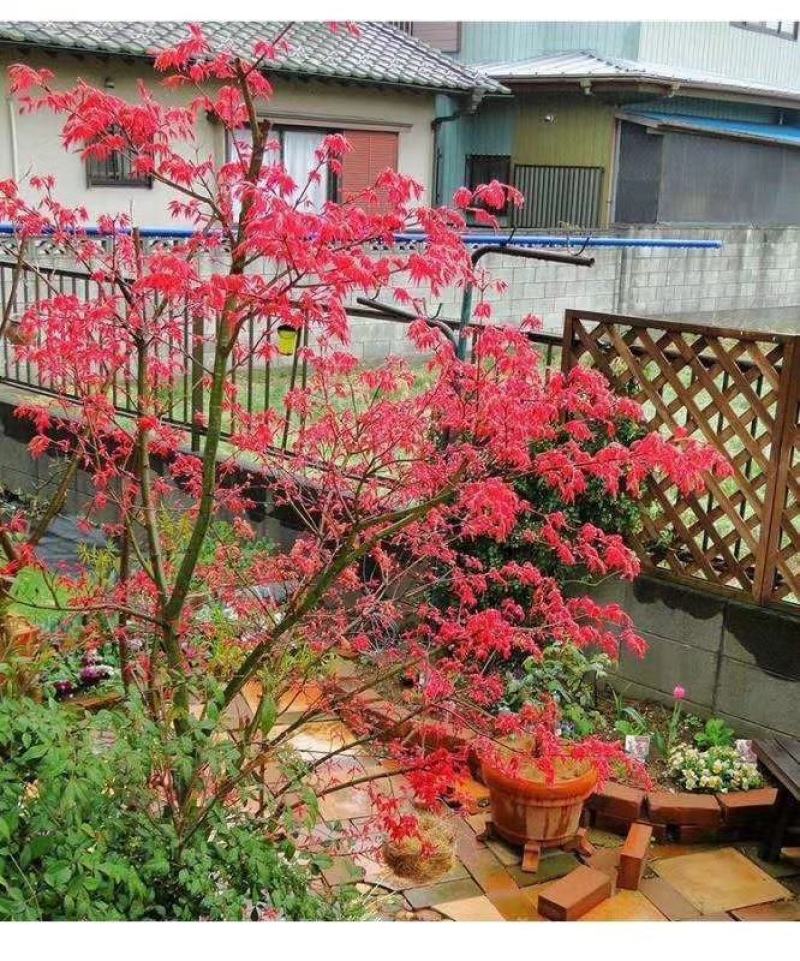 红枫树日本红枫红舞姬红枫