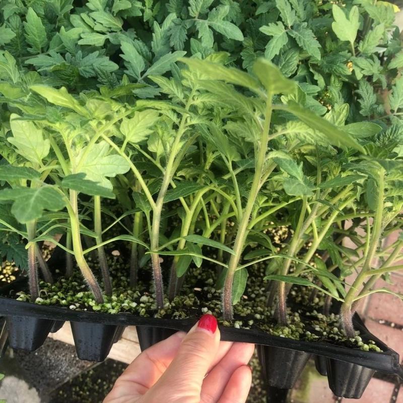 甜珍珠小西红柿苗圣女果番茄苗种苗供应口感脆甜