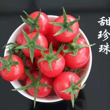 甜珍珠小西红柿苗圣女果番茄苗种苗供应口感脆甜