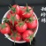 甜珍珠小西红柿苗圣女果番茄苗种苗供应口感脆甜