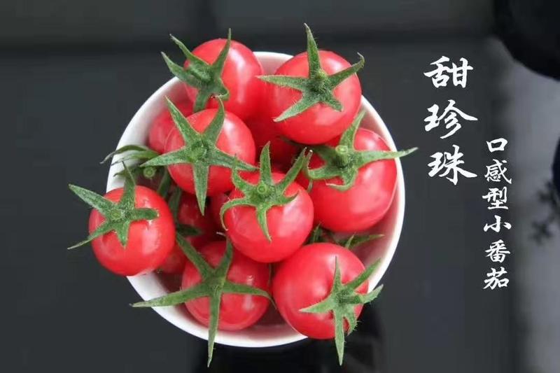 甜珍珠小西红柿苗圣女果番茄苗种苗供应口感脆甜