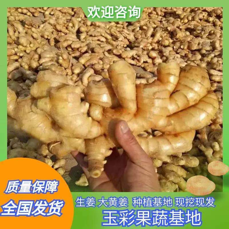 生姜山东大黄姜品质保证品种齐全基地直发量大从优