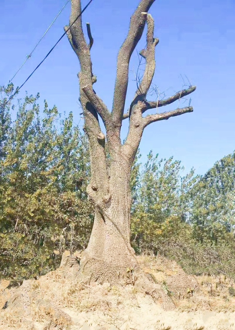 山西柿子树，30公分柿子树，40公分50公分柿子树