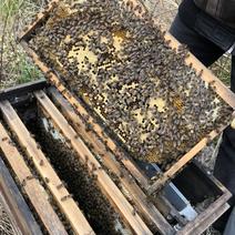 中华蜜蜂，中蜂，土蜜蜂处理