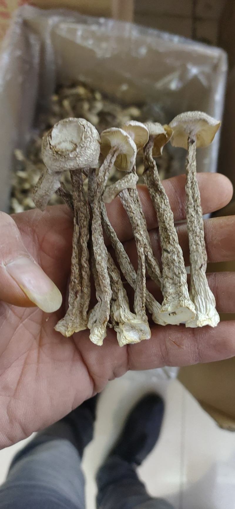 鹿茸菇干菌食用菌鹿茸菇全国发货量大从优