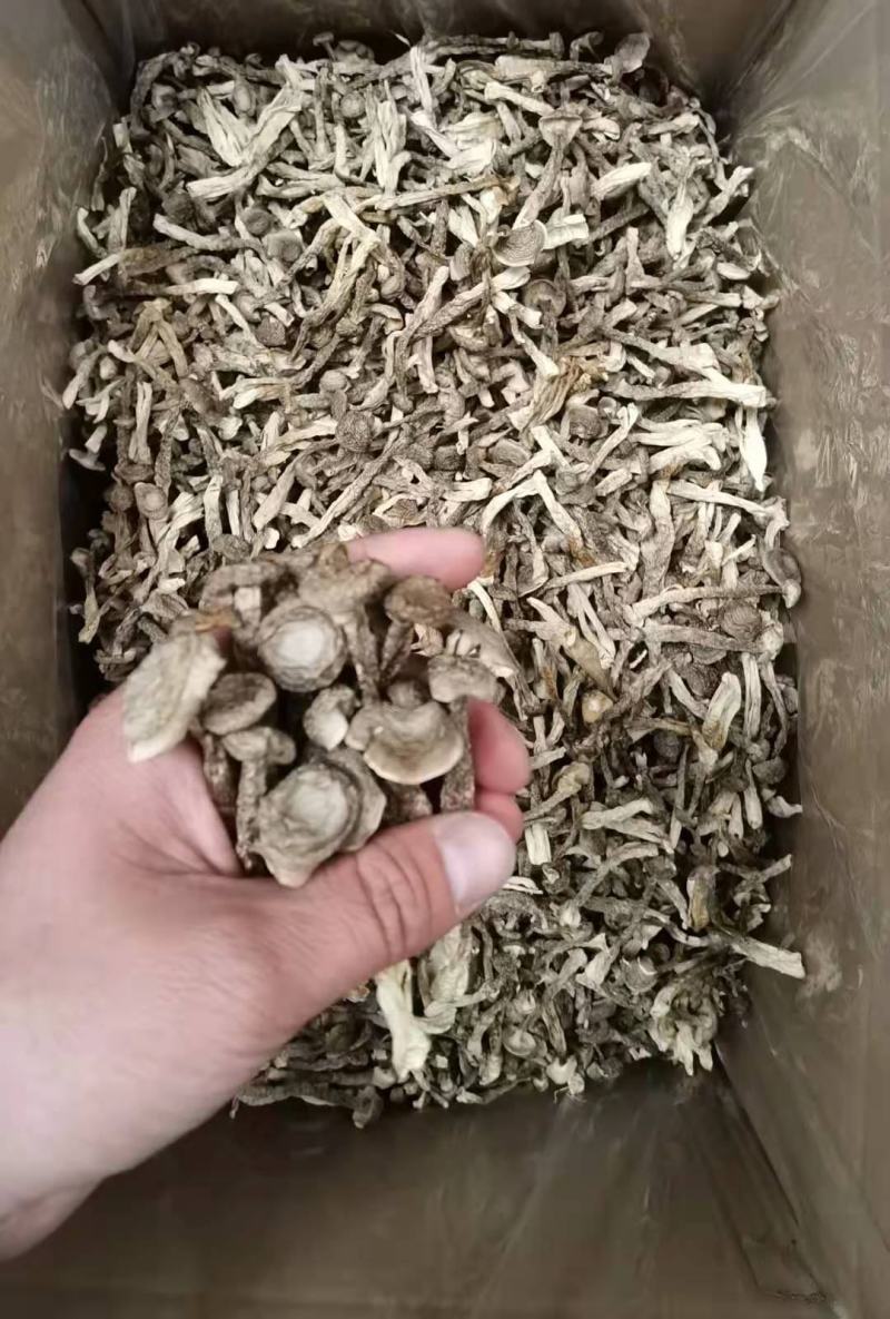 鹿茸菇干菌食用菌鹿茸菇全国发货量大从优