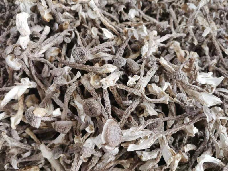 鹿茸菇干菌食用菌鹿茸菇全国发货量大从优