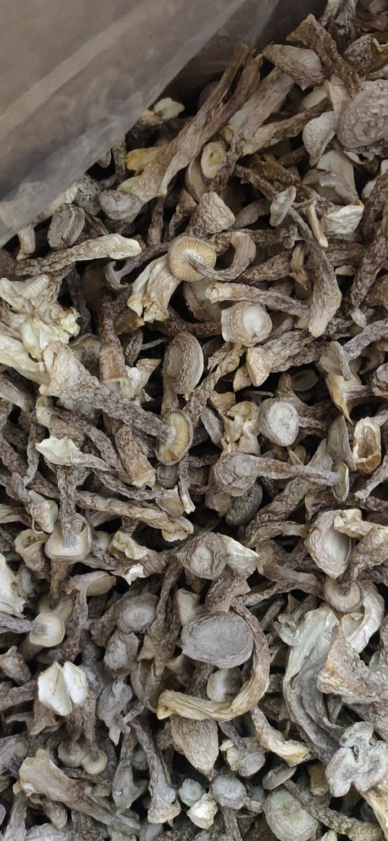 鹿茸菇干菌食用菌鹿茸菇全国发货量大从优