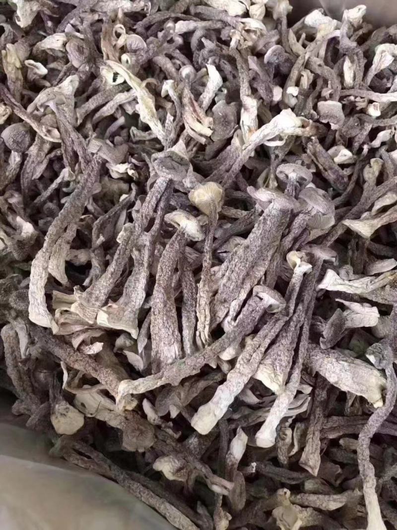 鹿茸菇干菌食用菌鹿茸菇全国发货量大从优