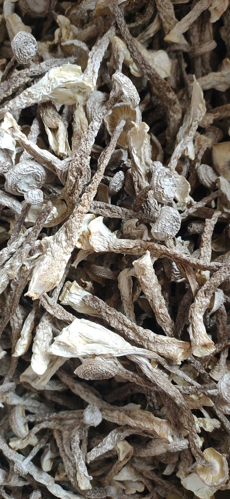 鹿茸菇干菌食用菌鹿茸菇全国发货量大从优