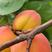 帝王杏种苗帝王杏小树3个头就能有一斤重喜欢种植关注
