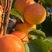 帝王杏种苗帝王杏小树3个头就能有一斤重喜欢种植关注