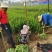 基地直销常年供应金叶女贞球卫矛球大叶黄杨球红叶石楠球金森