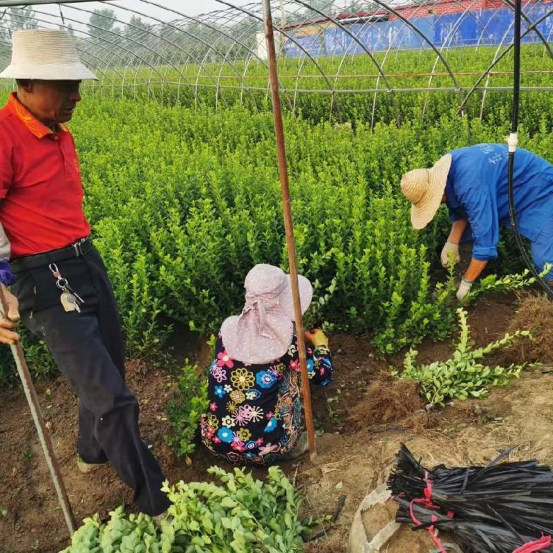 基地直销常年供应金叶女贞球卫矛球大叶黄杨球红叶石楠球金森