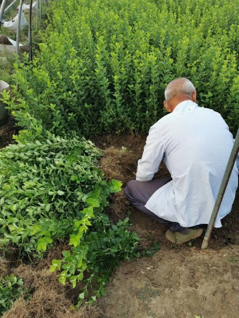 基地直销常年供应金叶女贞球卫矛球大叶黄杨球红叶石楠球金森