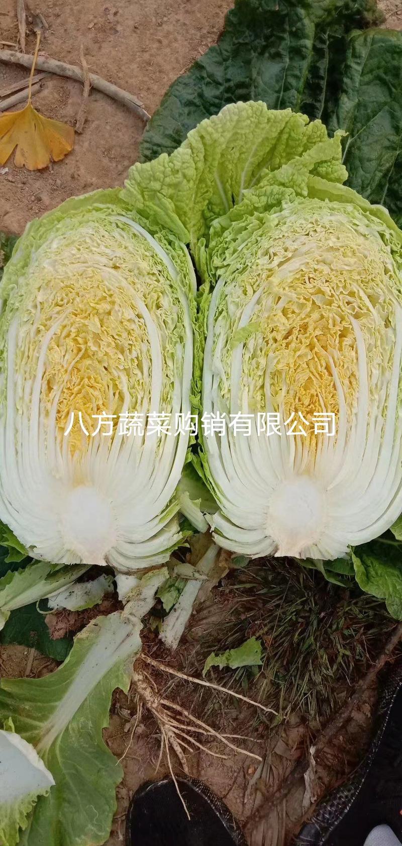 山东省大棚黄心白菜大量上市单棵4-6斤货源充足质量保证