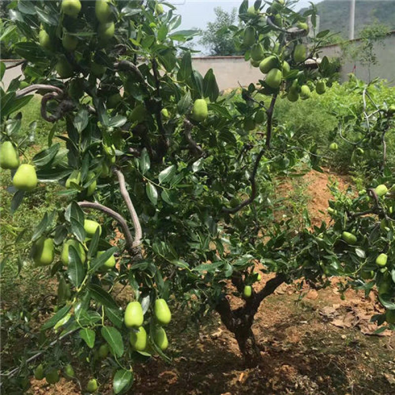 枣树嫁接苗台湾牛奶大青枣树苗特大南方盆栽地栽青枣苗当年
