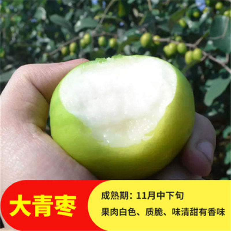 枣树嫁接苗台湾牛奶大青枣树苗特大南方盆栽地栽青枣苗当年