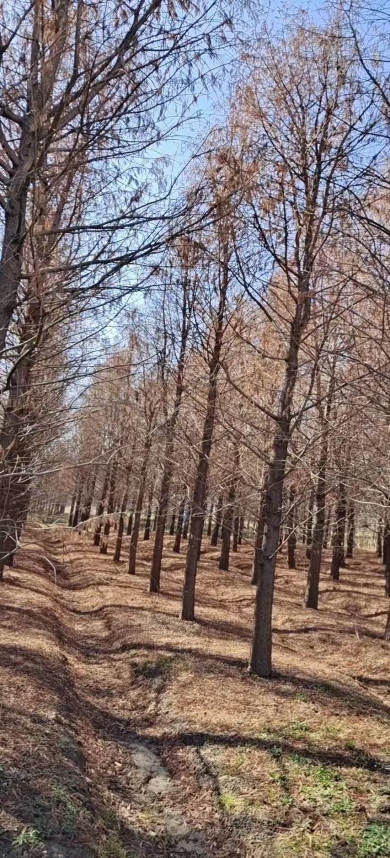 墨西哥落羽杉，落羽杉盐城大丰落羽杉基地销3公分到15公分