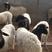 【热销】黑头杜泊绵羊个头大繁殖强可视频选购免费送货到付款