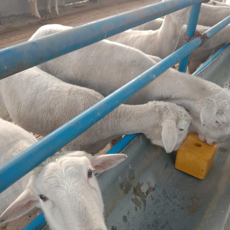 澳洲白羊个头大品种好多胎繁殖成活率高价格可谈欢迎来电
