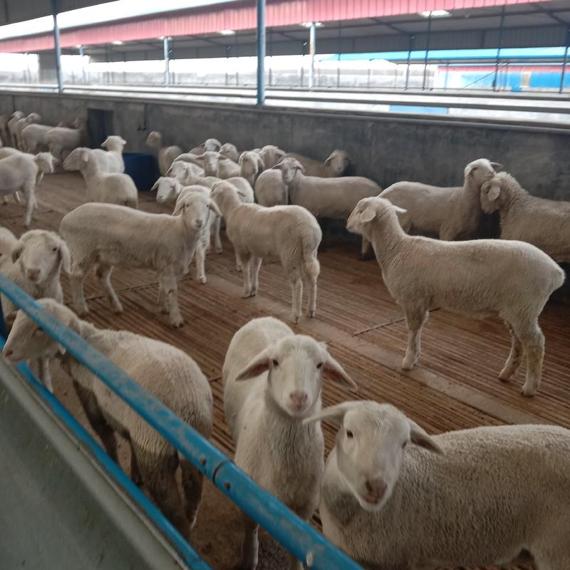 澳洲白羊个头大品种好多胎繁殖成活率高价格可谈欢迎来电