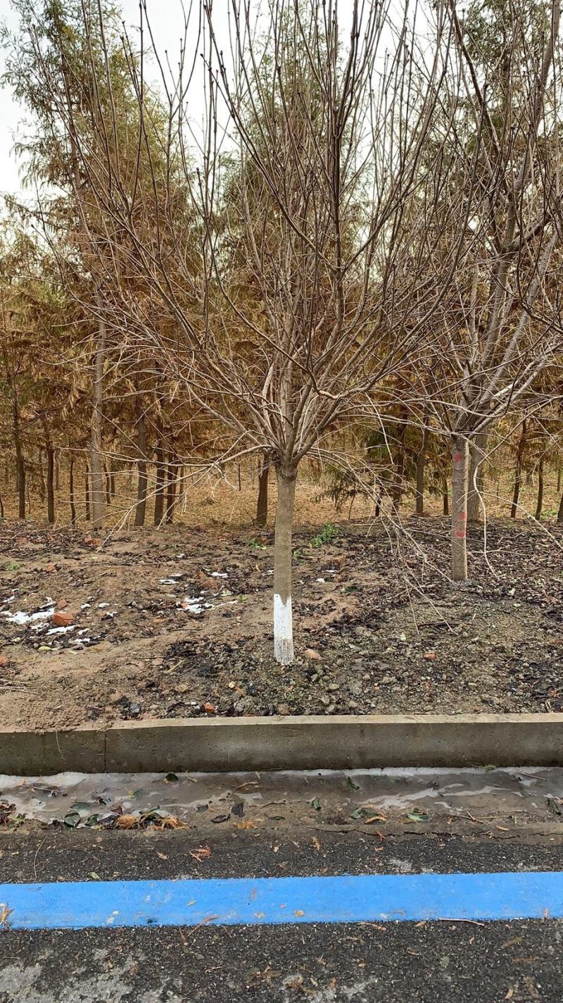 丁香树苗紫丁香北京丁香黄花丁香暴马丁香等品种全规格多