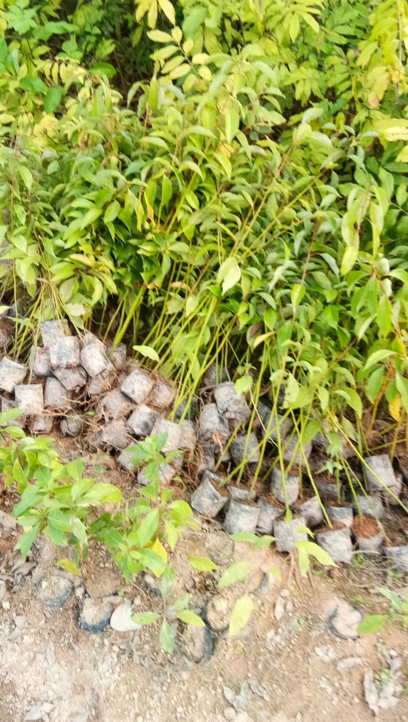 香樟苗、高40-50cmcm