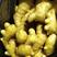 小黄姜，贵州高产小黄姜，提供种植技术，产地直销，欢迎采购