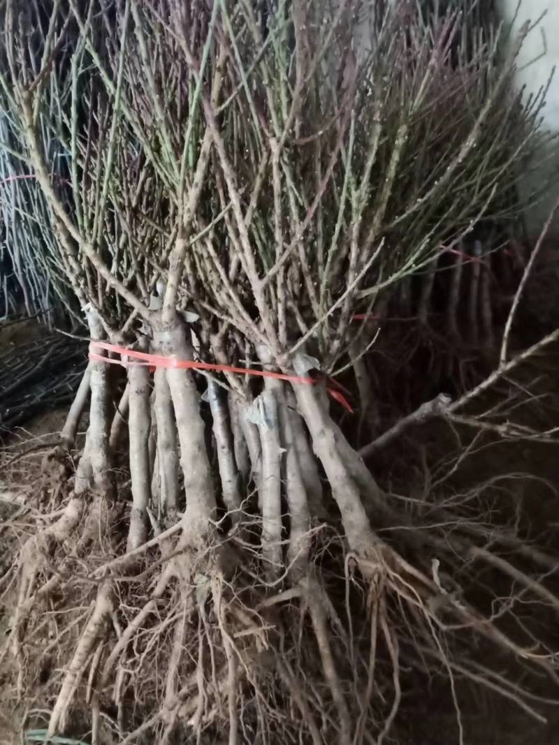 寿星桃树苗价格，寿星桃树苗基地，视频看货，保湿发货